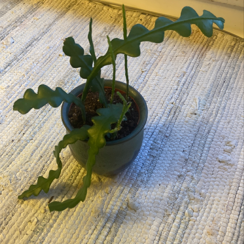 Photo of the plant species Fishbone Cactus by @DrDrey named Roger Miller on Greg, the plant care app