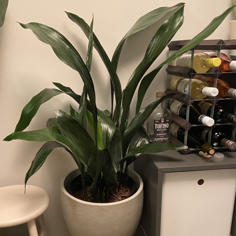 Photo of the plant species Cast Iron Plant by @DrDrey named Tracy Chapman on Greg, the plant care app