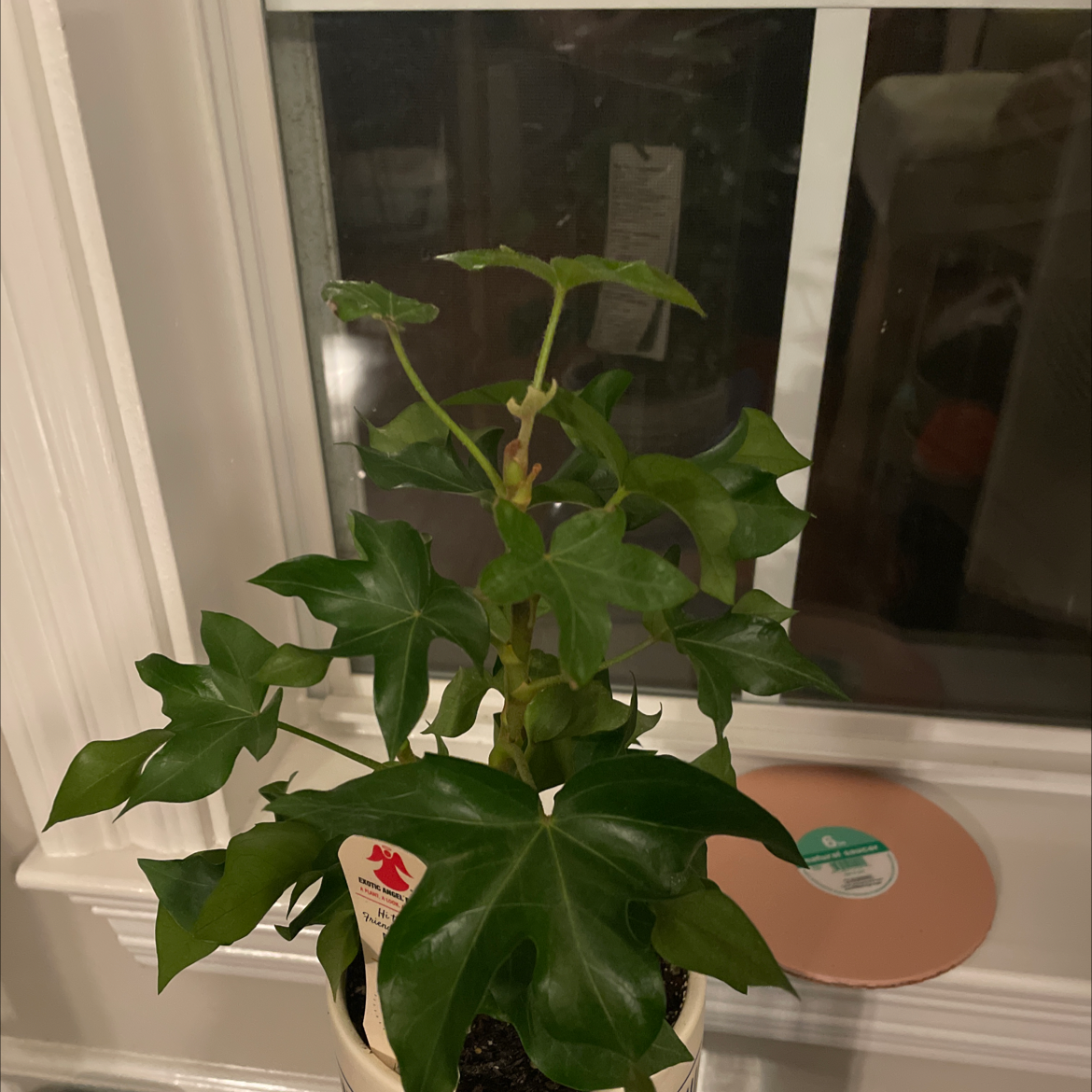 Indoor potted Tree ivy plant with glossy green leaves near a window.