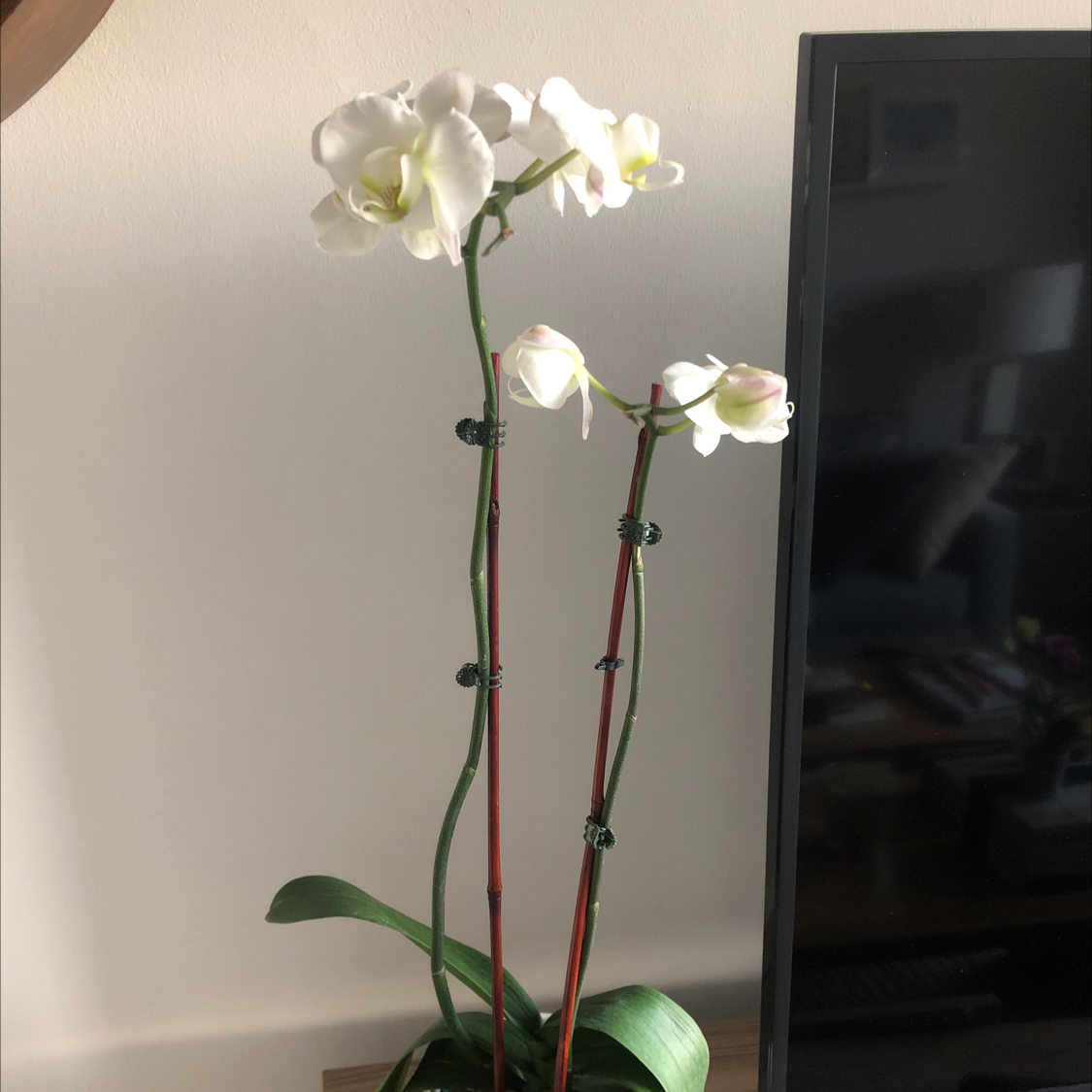 Moon Orchid with white flowers, healthy leaves, and no visible signs of disease.