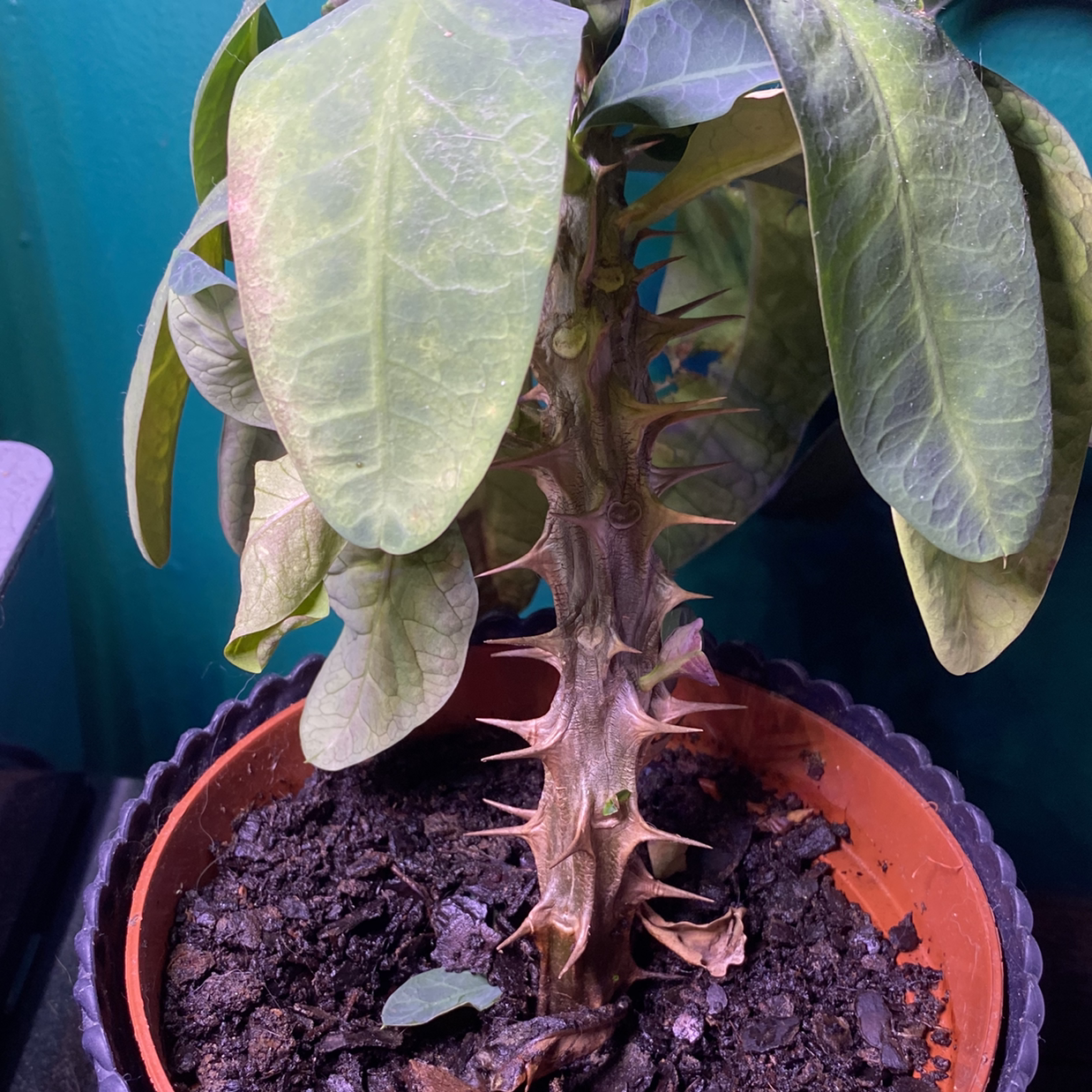 Potted Crown of Thorns plant with thick green leaves showing slight yellowing and reddish-pink bracts with small yellow flowers.