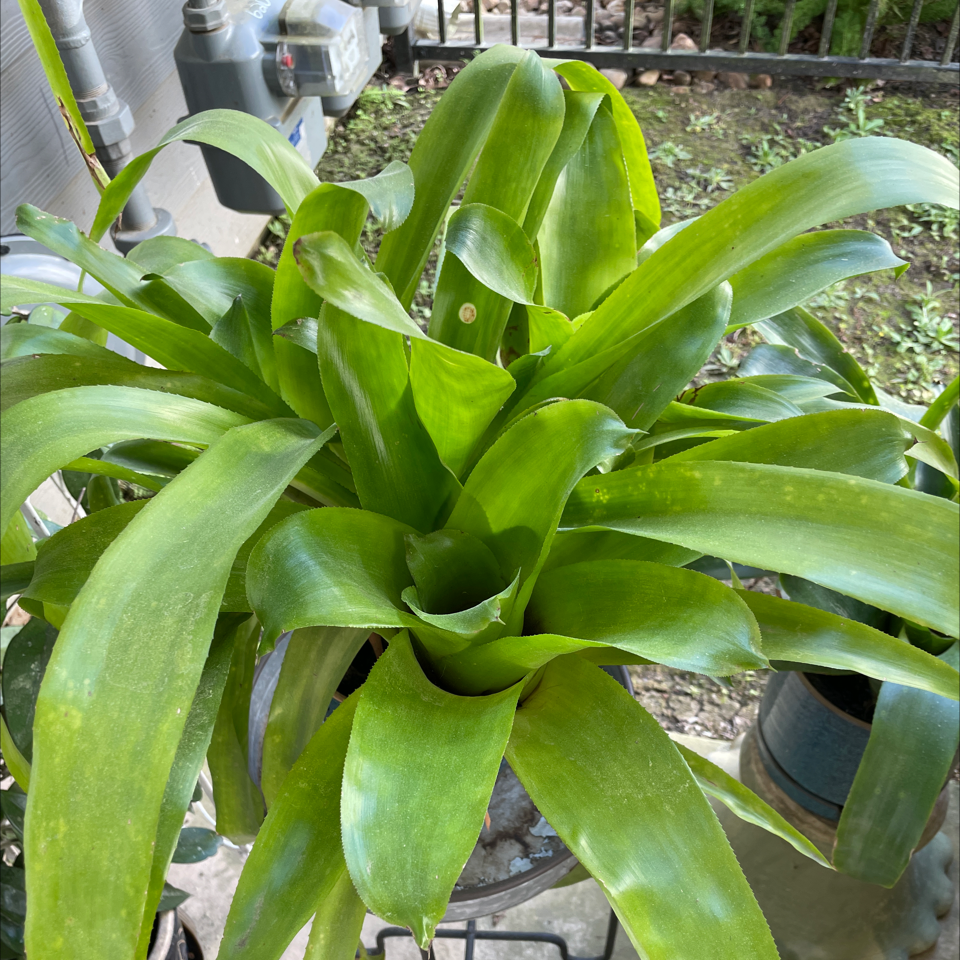 Photo of the plant species Flaming Torch by @ExecBetel named Your plant on Greg, the plant care app