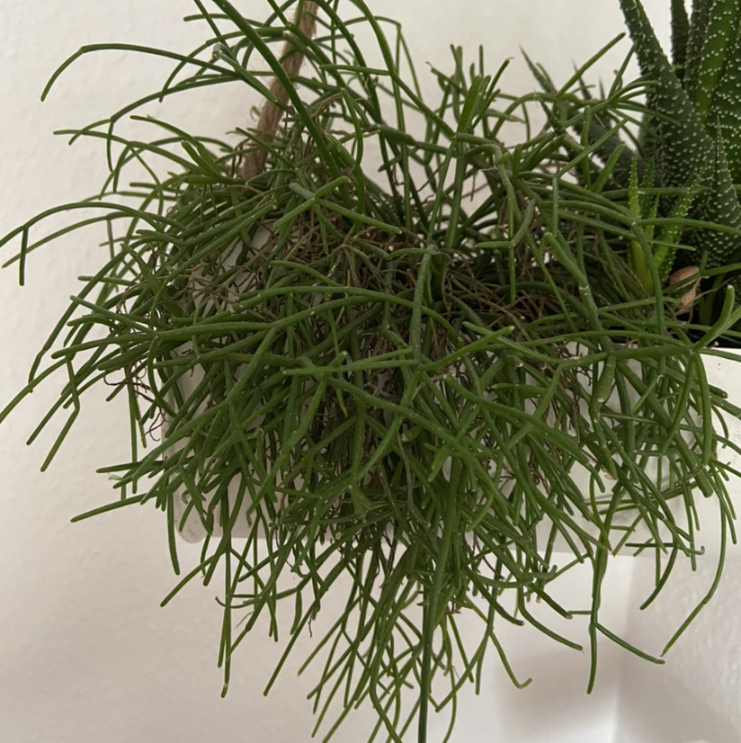 Mistletoe Cactus with thin, green, cylindrical stems, well-framed and in focus.
