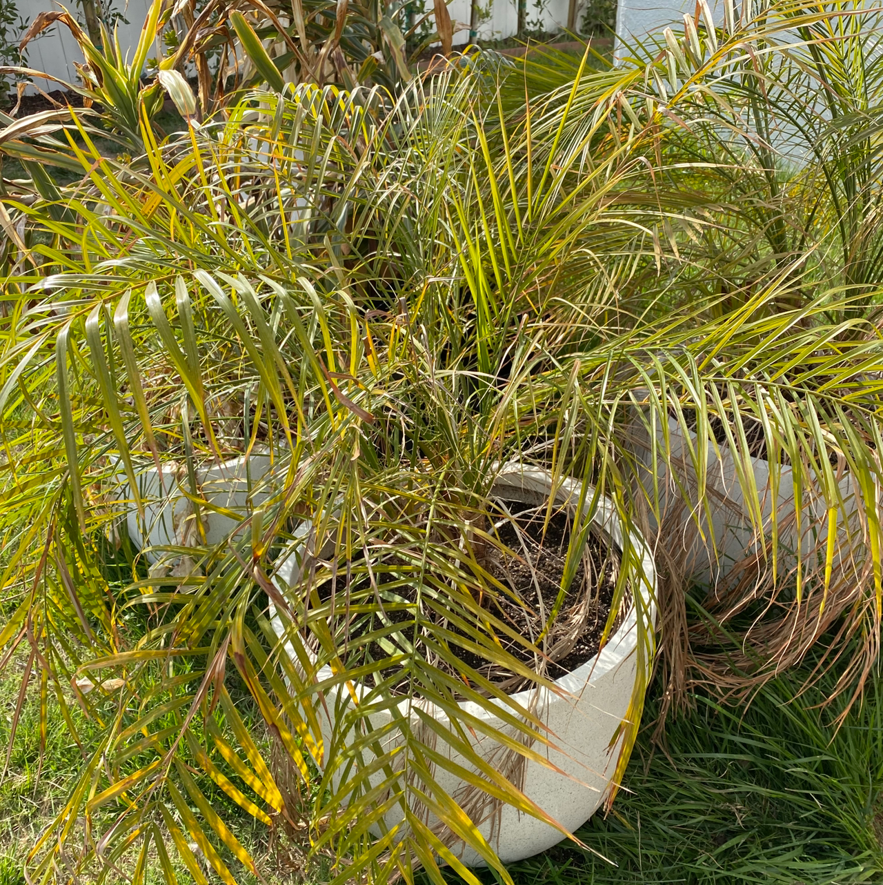 Healthy potted Pygmy Date Palm with lush green fronds, no signs of disease, in a larger palm garden.