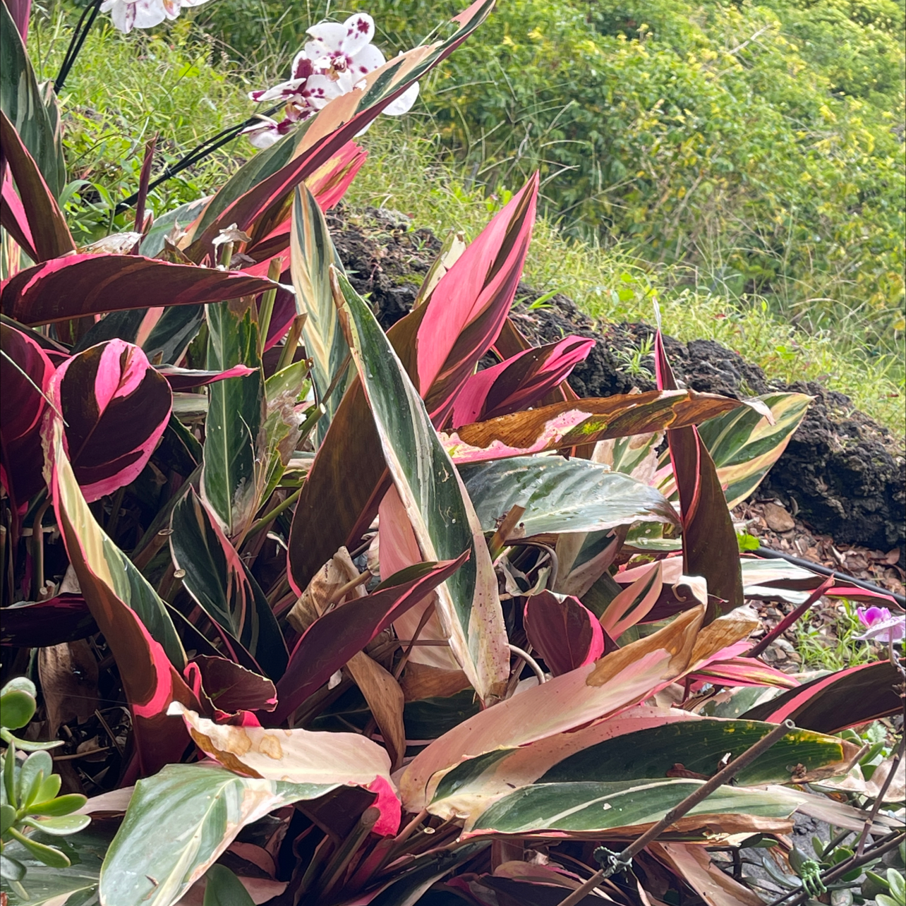 Never Never Plant with variegated leaves showing signs of yellowing and browning.