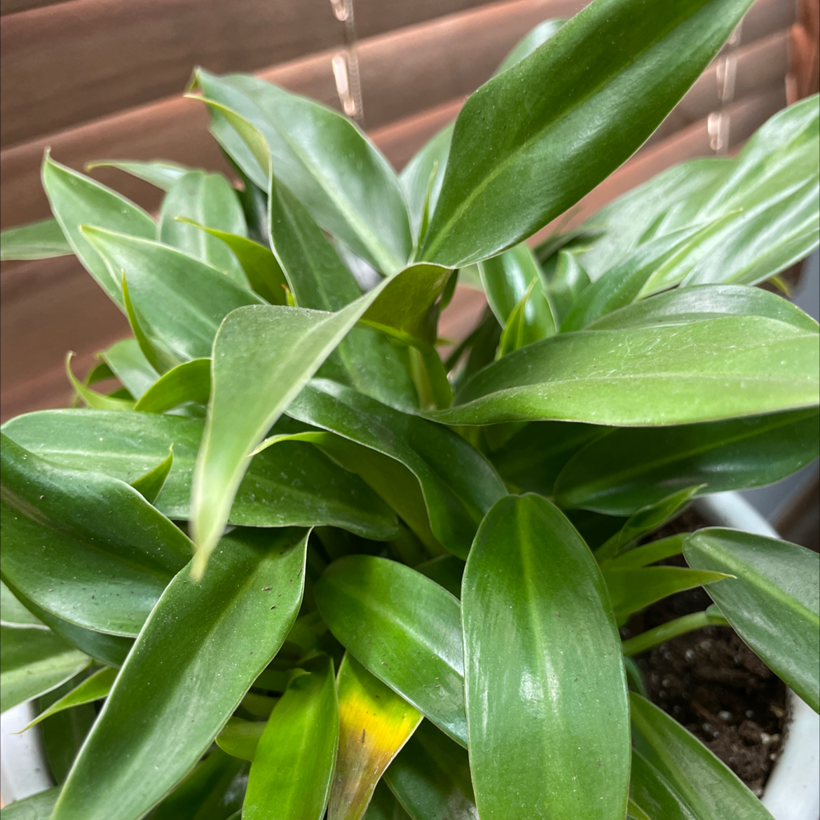 Photo of the plant species Philodendron 'Little Phil' by @NeatOakfern named Sir Plancelot on Greg, the plant care app