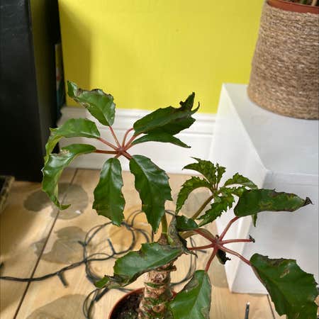 Photo of the plant species Begonia Carolineifolia by Lovelyjacaranda named Caroline on Greg, the plant care app