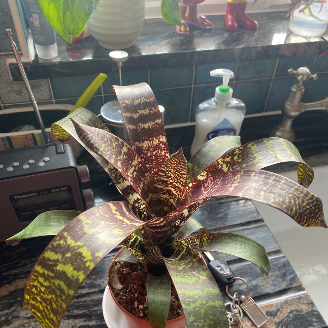 Photo of the plant species Vriesea 'Godzilla x Kiwi Blonde' by @LovelyJacaranda named Your plant on Greg, the plant care app