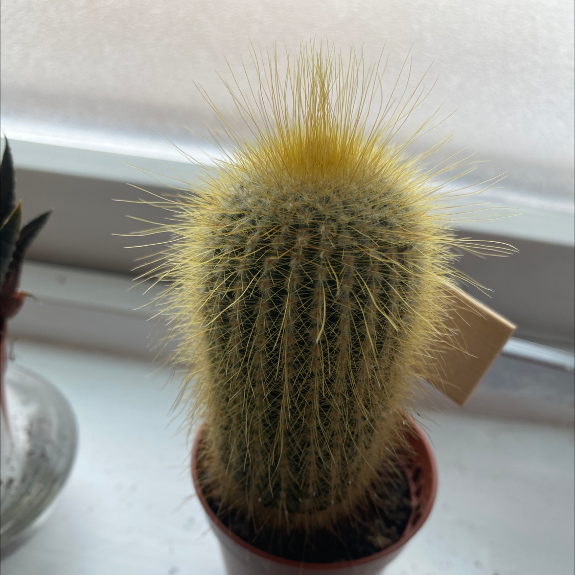 Cephalocereus polylophus cactus in a small pot, healthy and well-framed.