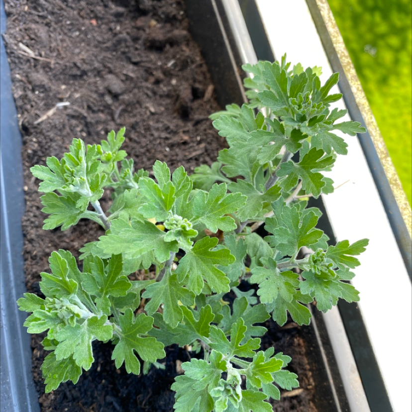 Healthy Mugwort plant in a rectangular planter with visible soil.