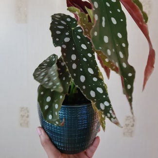Polka Dot Begonia plant in Greater London, England
