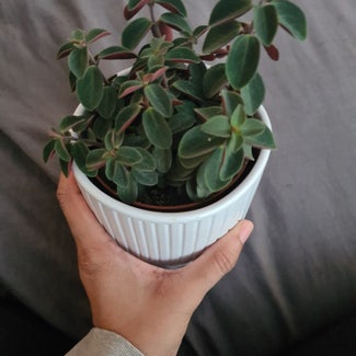 Peperomia Red Log plant in Greater London, England