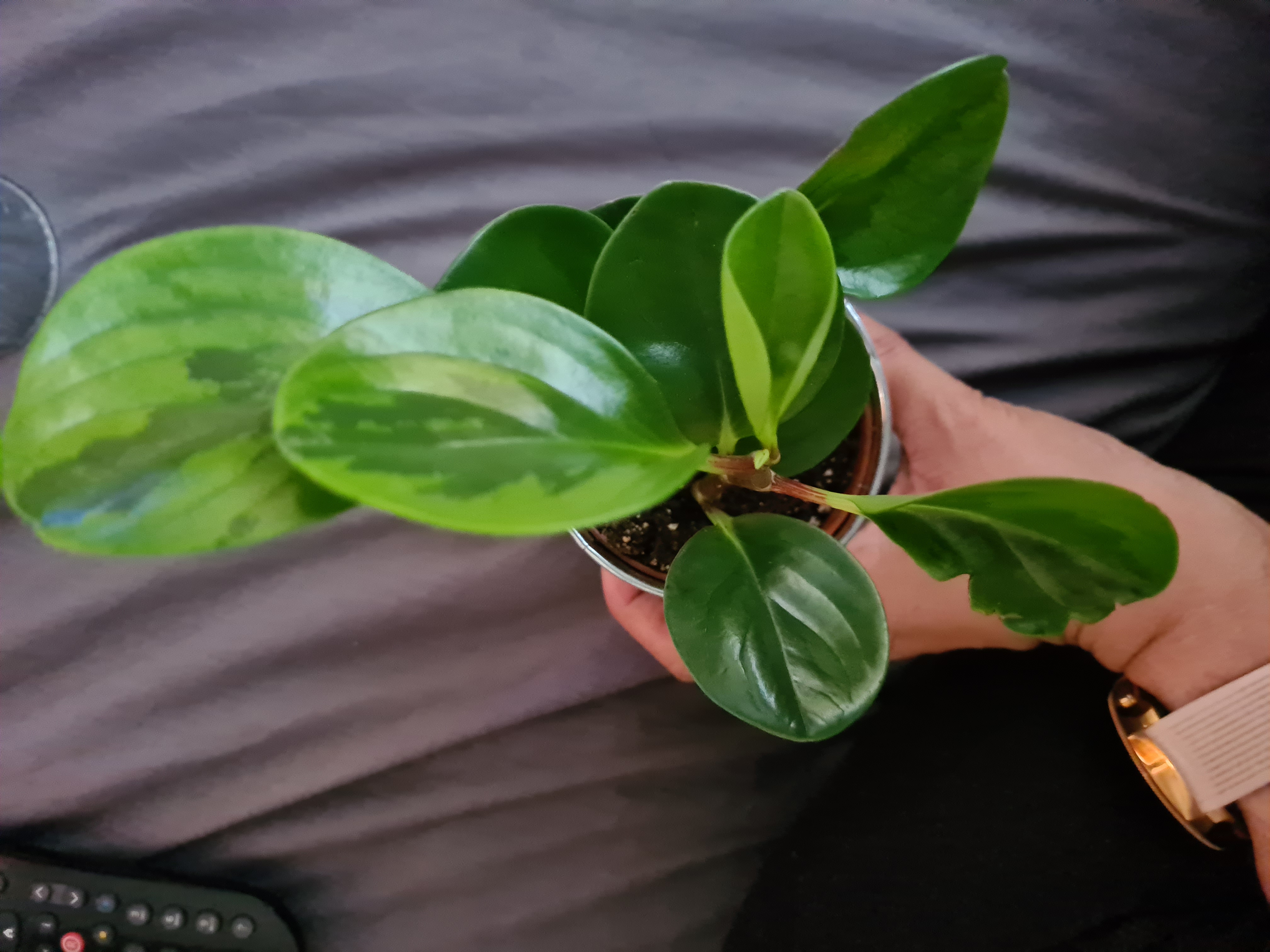 Lemon Lime Peperomia plant held by a hand, with vibrant green leaves and visible soil.