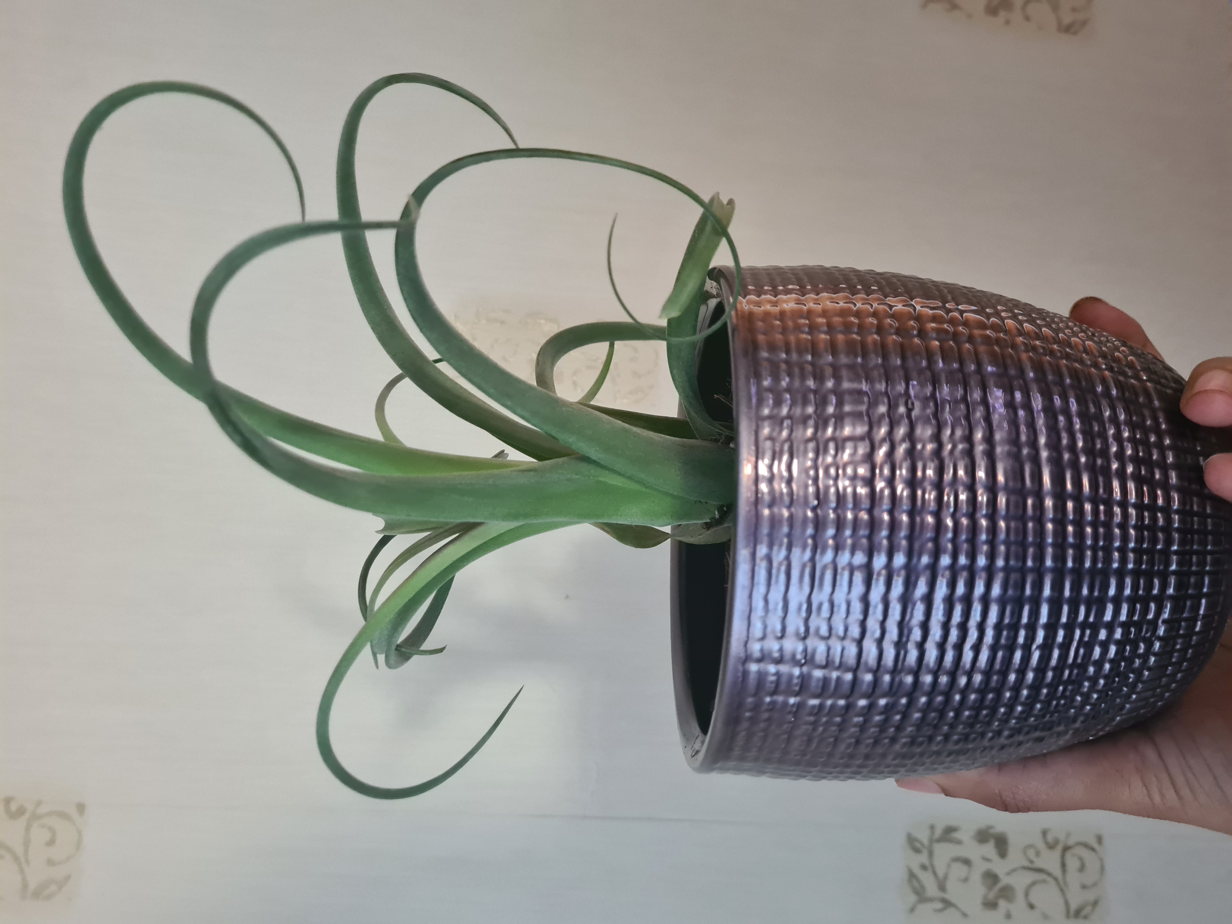 Shirley Temple Air Plant in a textured pot, held by a hand. Healthy green, curly leaves.