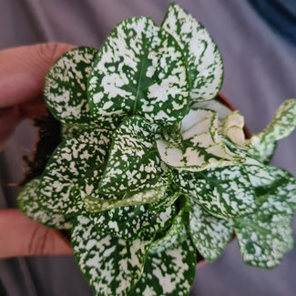 Polka Dot Plant plant in Greater London, England