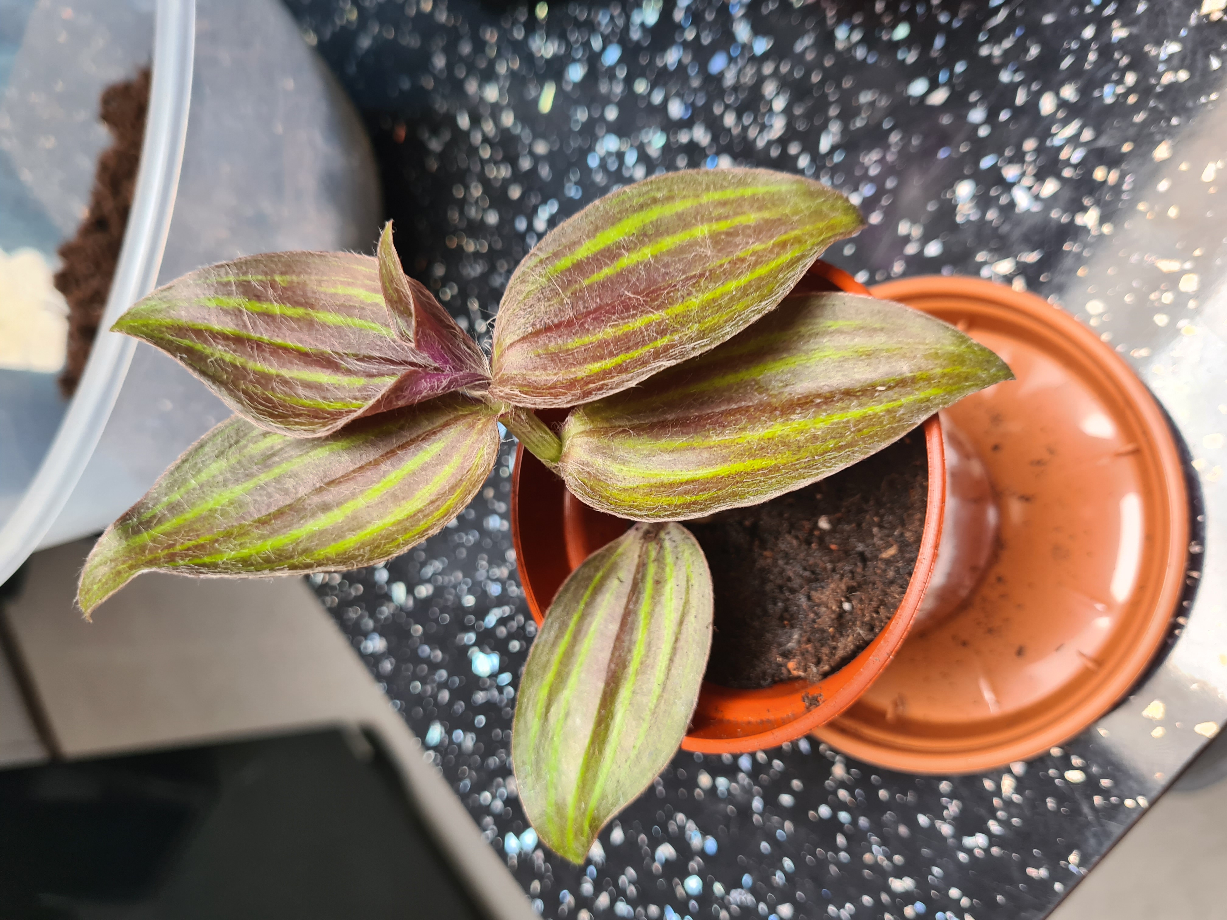 Photo of the plant species Gibasis geniculata 'Purple Plush' by @PlantsbyPav named Purple plush on Greg, the plant care app
