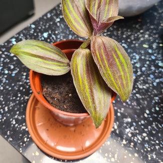 Gibasis geniculata 'Purple Plush' plant in Greater London, England