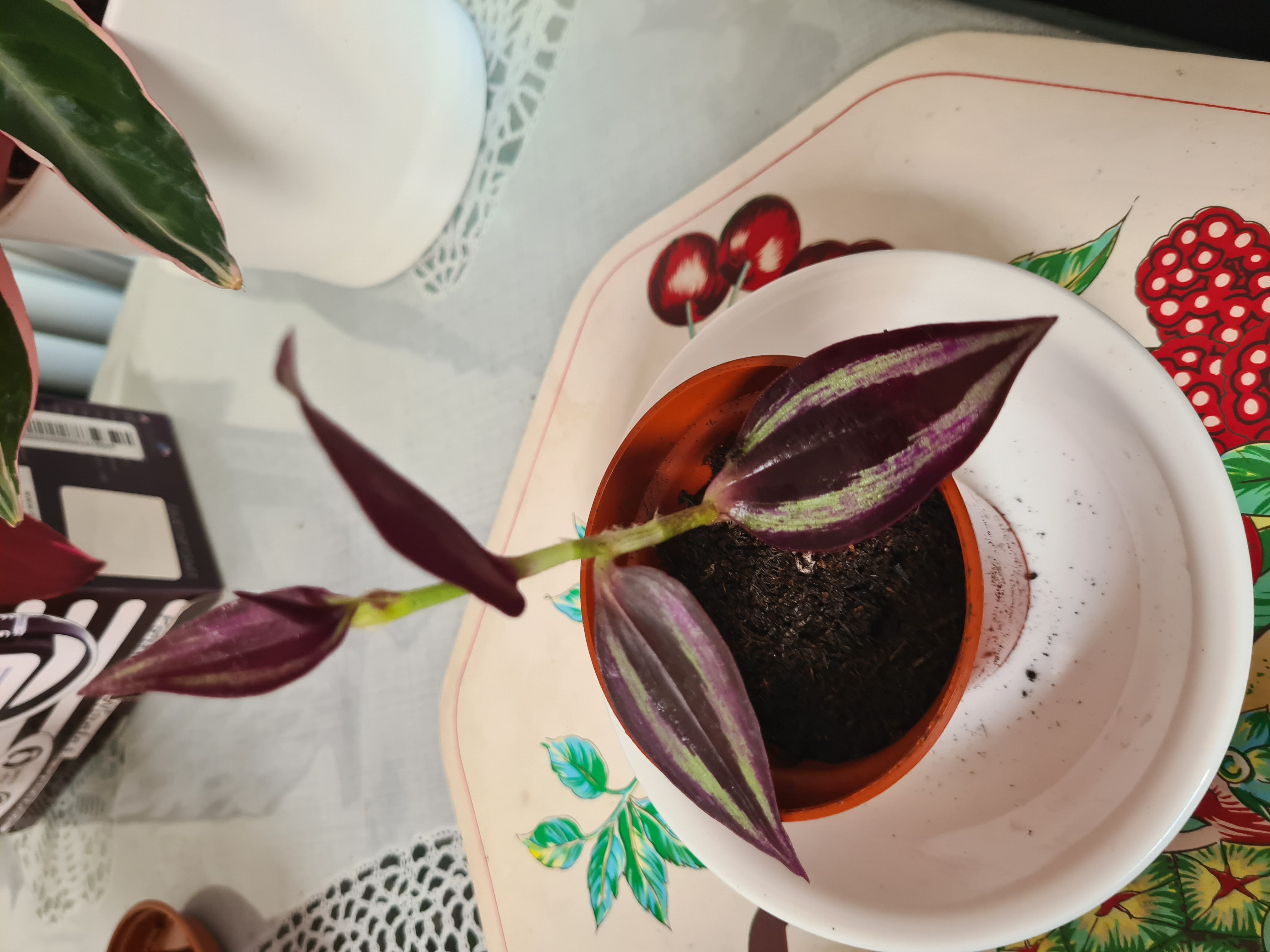 Wandering Dude 'Burgundy' plant in a small pot with dark burgundy leaves.