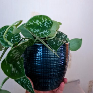 Satin Pothos plant in Greater London, England