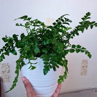 Mother Fern plant in Greater London, England
