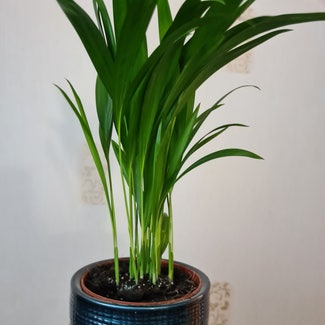 Areca Palm plant in Greater London, England