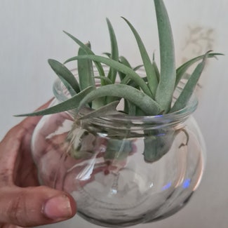 Capitata Air Plant plant in Greater London, England