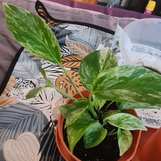 Marble Queen Pothos plant in Greater London, England