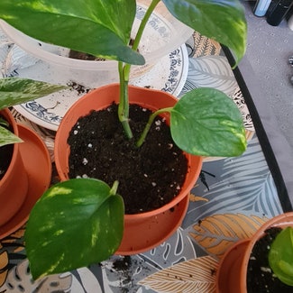 Golden Pothos plant in Greater London, England