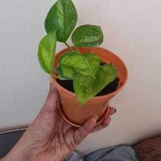 Global Green Pothos plant in Greater London, England