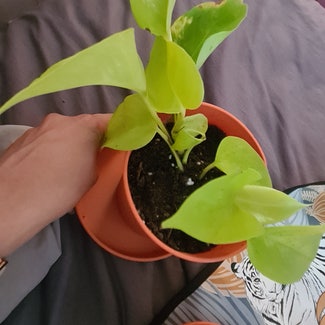 Neon Pothos plant in Greater London, England