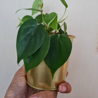 Heartleaf Philodendron plant in Greater London, England
