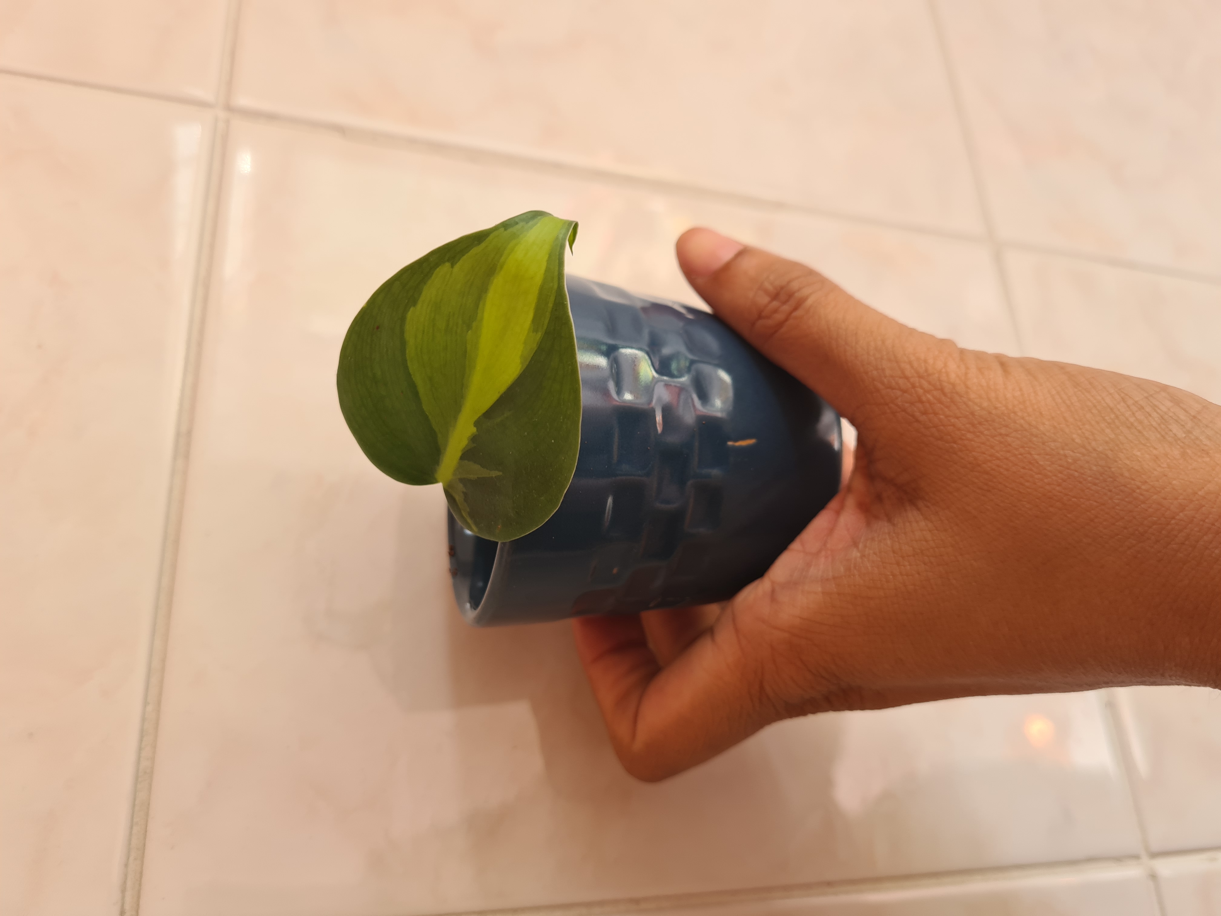 A Brazil Philodendron leaf in a blue pot held by a hand against a tiled wall.