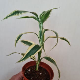 Lucky Bamboo plant in Greater London, England