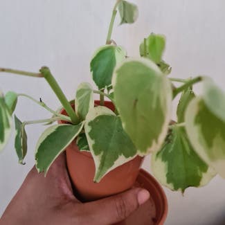 Vining Peperomia plant in Greater London, England