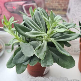 Pearl Echeveria plant in Greater London, England