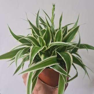 Spider Plant plant in Greater London, England