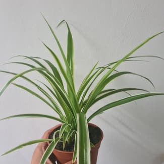 Spider Plant plant in Greater London, England