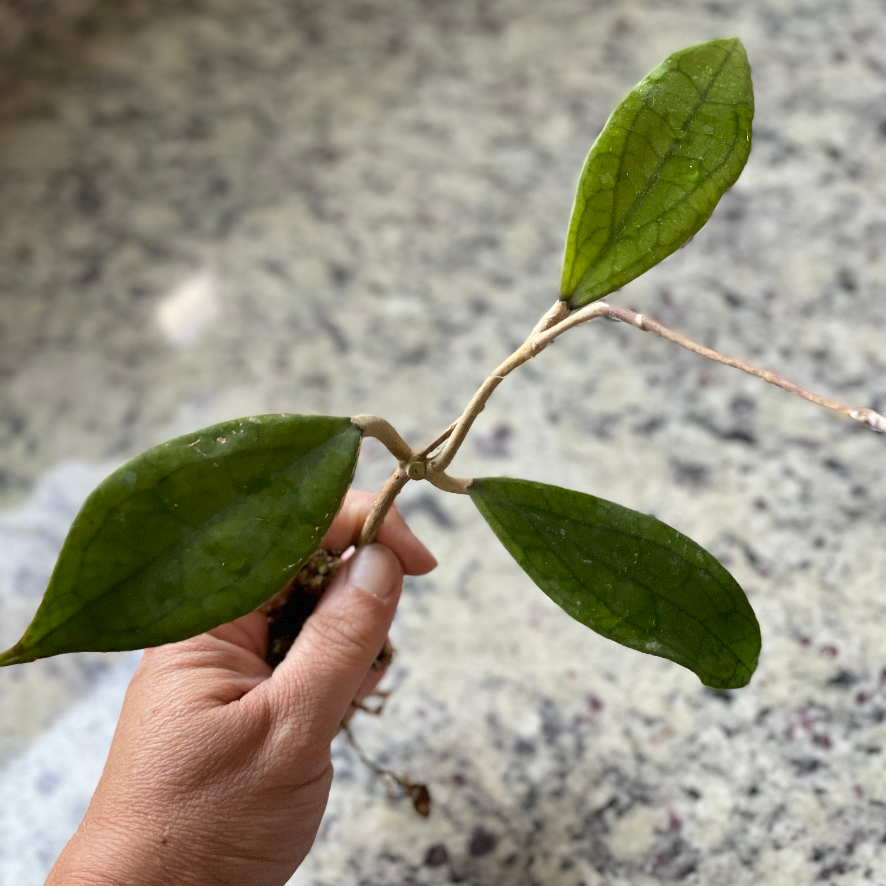 Photo of the plant species Hoya 'Jennifer' by @JauntyCalathea named Hoya Jennifer on Greg, the plant care app