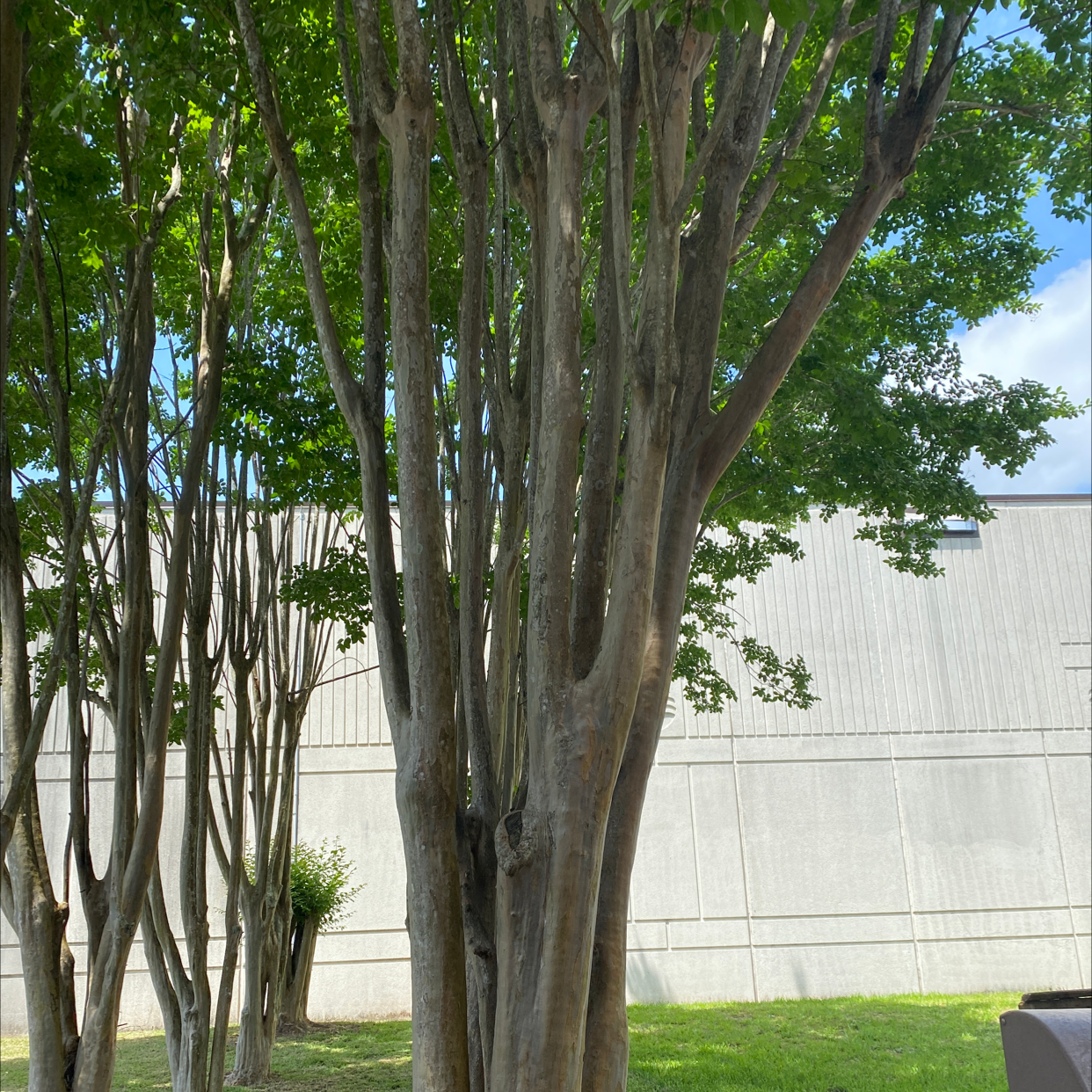 Mature, healthy Cape Myrtle tree with multiple trunks and lush green canopy providing shade against a concrete wall.