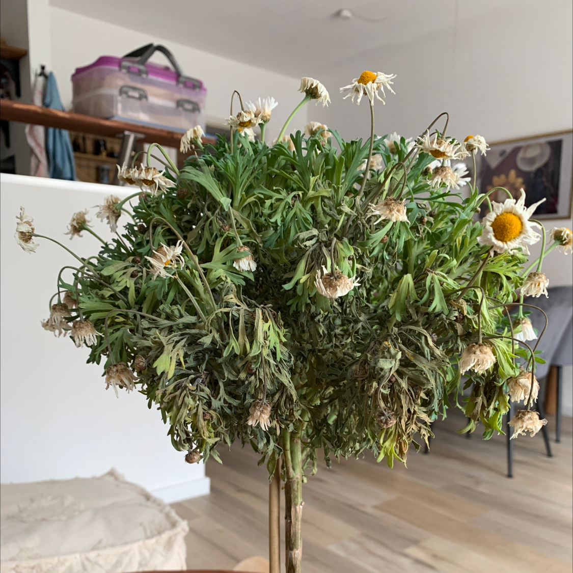 Your plant