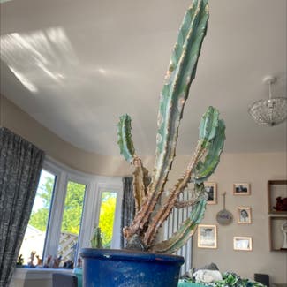 Blue Myrtle Cactus plant in Newport, Wales