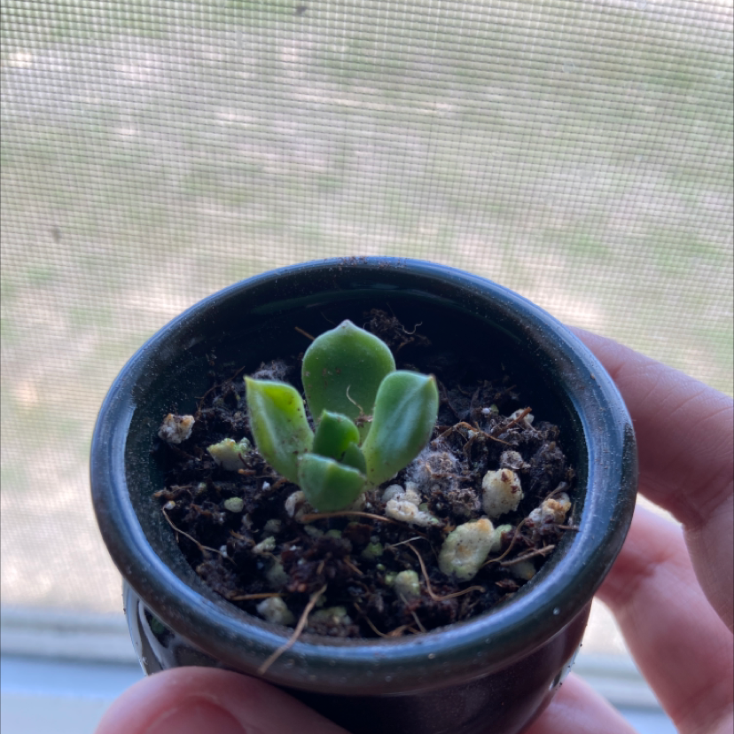 Small Sedeveria 'Letizia' succulent in a pot, held by a hand, with visible soil.