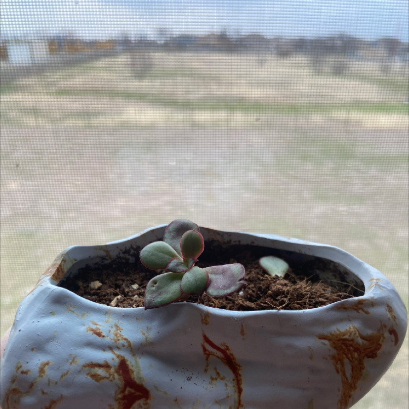 Small Painted Echeveria in a white pot with some discoloration, held by a hand.