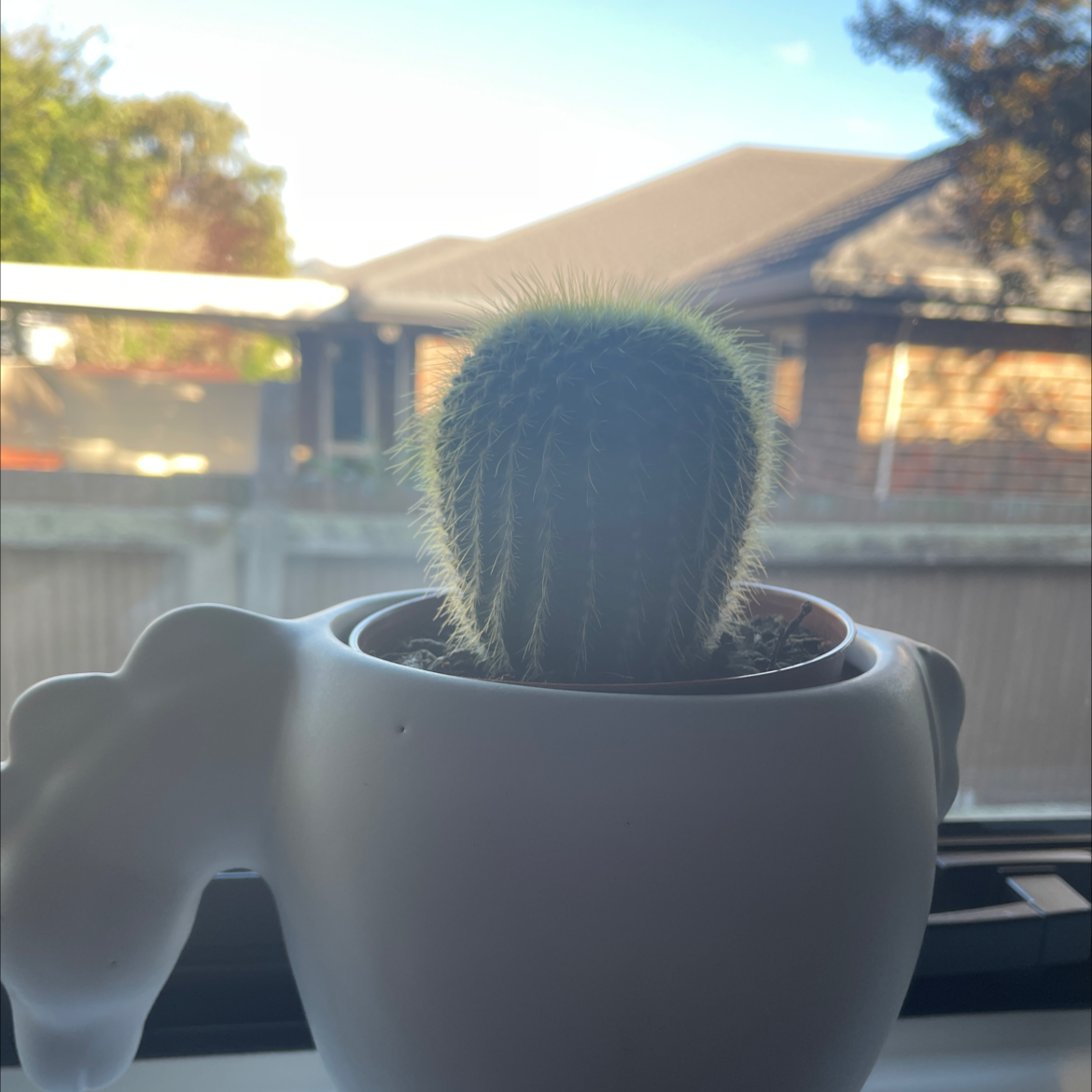 Cephalocereus polylophus cactus in a white pot on a windowsill with outdoor scenery in the background.