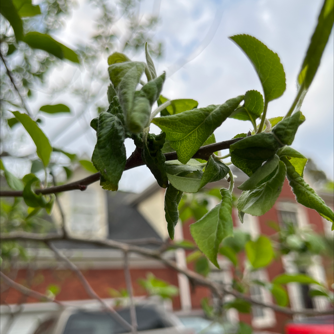 Apple plant branch with green leaves, some curled. Background includes buildings and cloudy sky.
