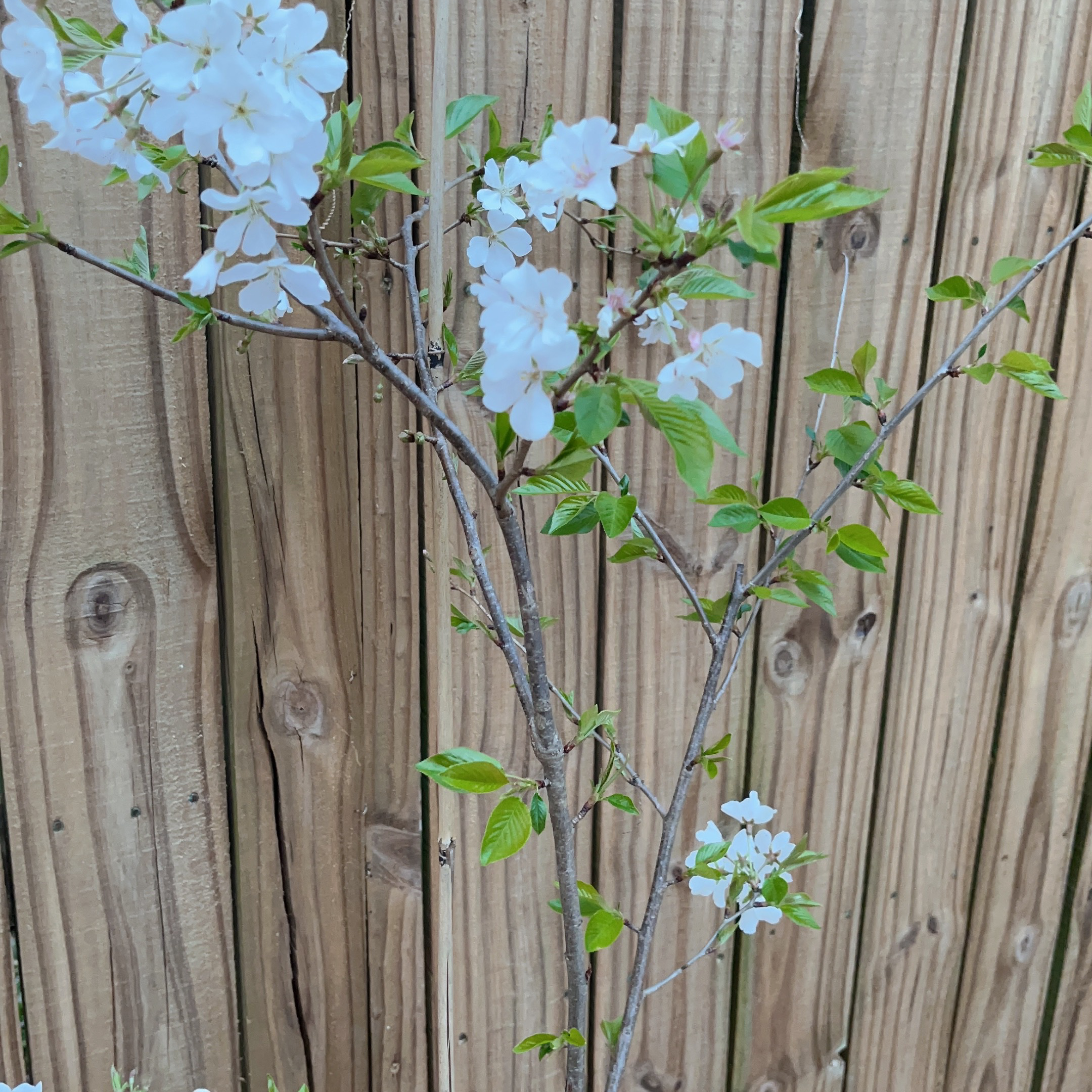 Sweet Cherry plant with white flowers and green leaves against a wooden fence.