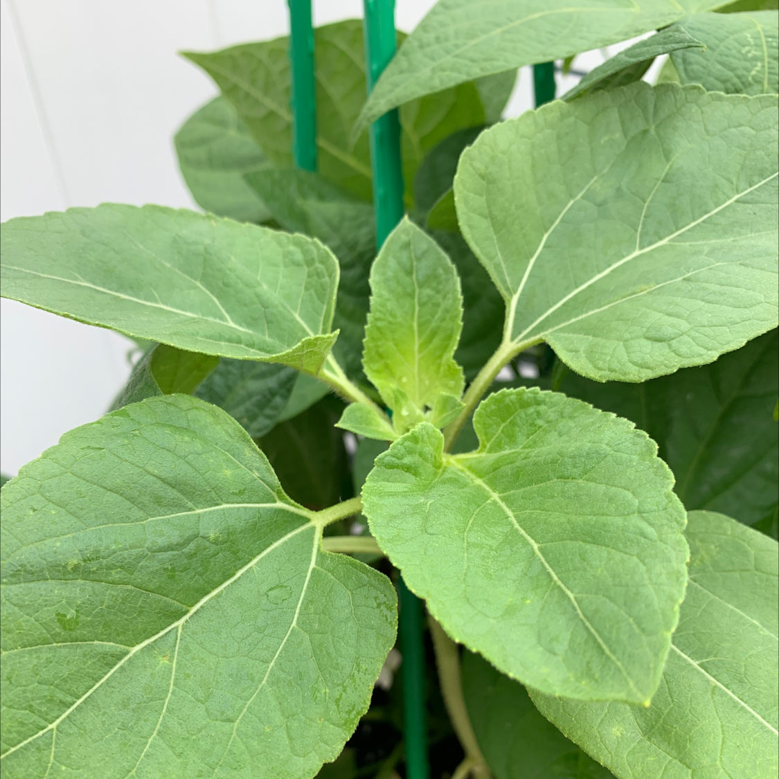 can you replant a cut sunflower