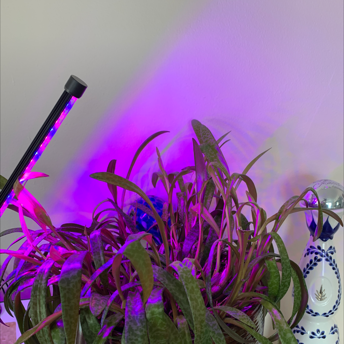 Silver Squill plant under purple grow lights, appearing healthy with no visible signs of distress.