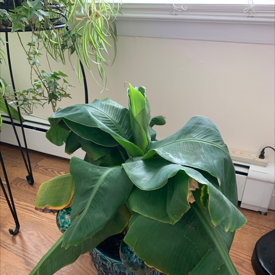 Indoor banana plant with some yellowing and browning leaves in a decorative pot.