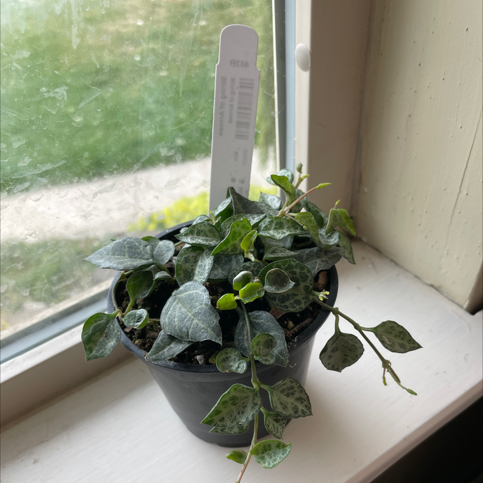 Potted String Of Arrows plant on a windowsill with variegated arrow-shaped leaves.